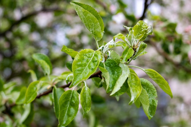 Folhas verdes de macieira e gotas de água