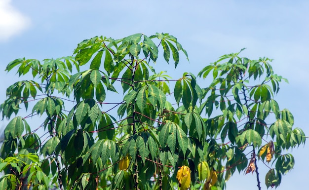 Folhas verdes de mandioca manihot esculenta comumente chamada mandioca mandioca ou mandioca em foco raso