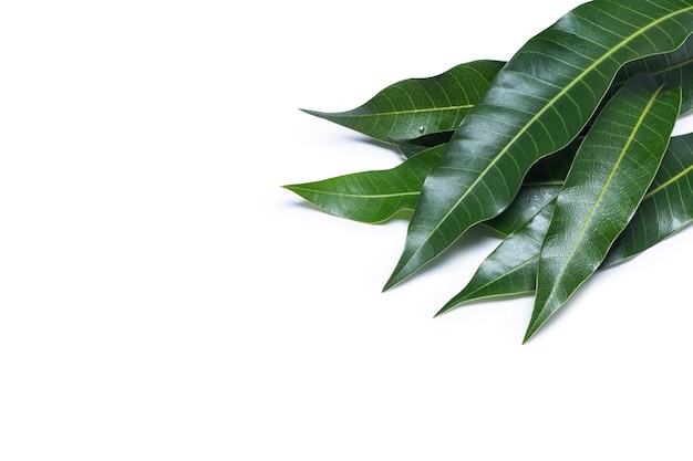 Folhas verdes de manga fresca isoladas em fundo branco bela textura de veia em detalhes Caminho de recorte cortado de perto macro Conceito tropical