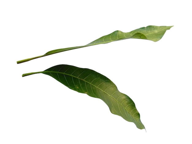 Folhas verdes de Mangifera indica ou manga em fundo branco Planta com folhas verdes