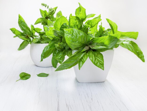 Folhas verdes de manjericão em vaso de flores no fundo da mesa de madeira branca