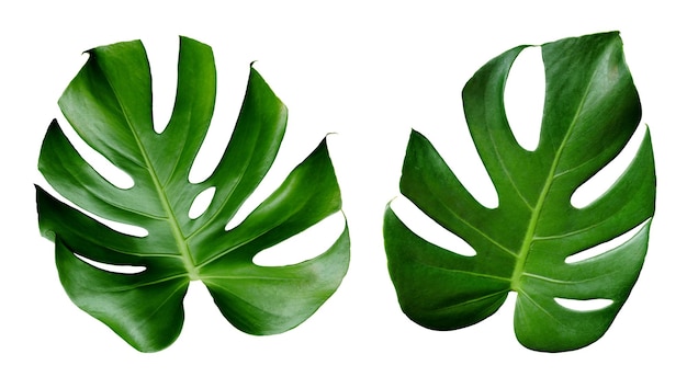 Folhas verdes de monstera no fundo branco