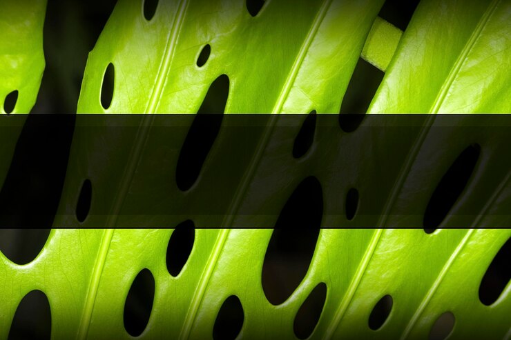 Foto folhas verdes de monstera