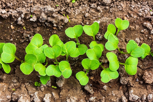 Folhas verdes de mudas de rabanete na vista superior da horta