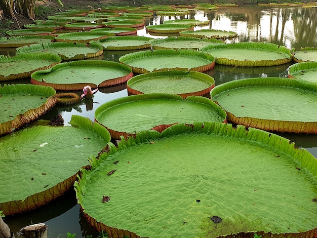 Folhas verdes de nenúfar victoria no lago