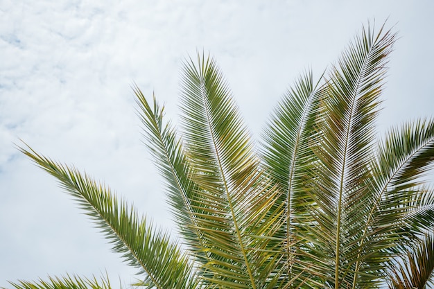 Folhas verdes de palmeira e céu nublado