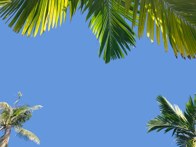 Folhas verdes de palmeira e coco sobre o fundo do céu azul