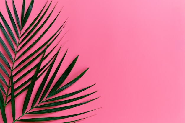 Folhas verdes de palmeira em fundo rosa pastel brilhante, folhas de palmeira verde tropical, conceito mínimo de vista superior. Postura plana. Espaço em branco da cópia.