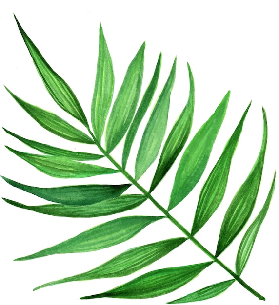 Foto folhas verdes de palmeira isoladas