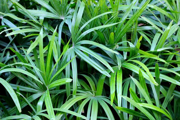 Foto folhas verdes de palmeira lady ady ou palmeira de bambu