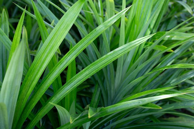 Folhas verdes de pandan no jardim