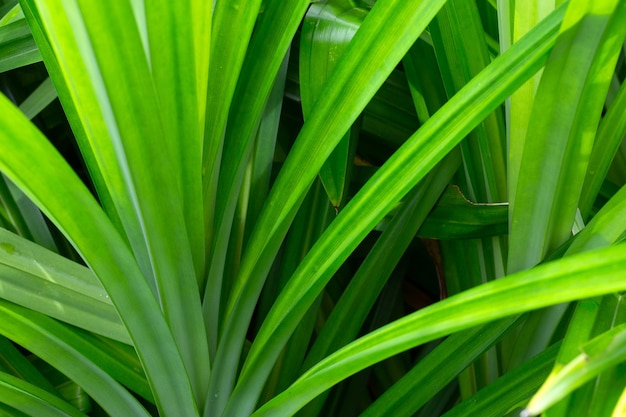 Folhas verdes de pandan no jardim