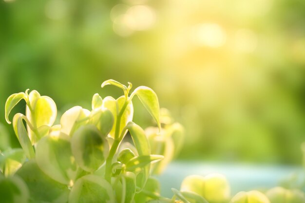 Folhas verdes de peperomia fechadas no jardim sobre fundo natural