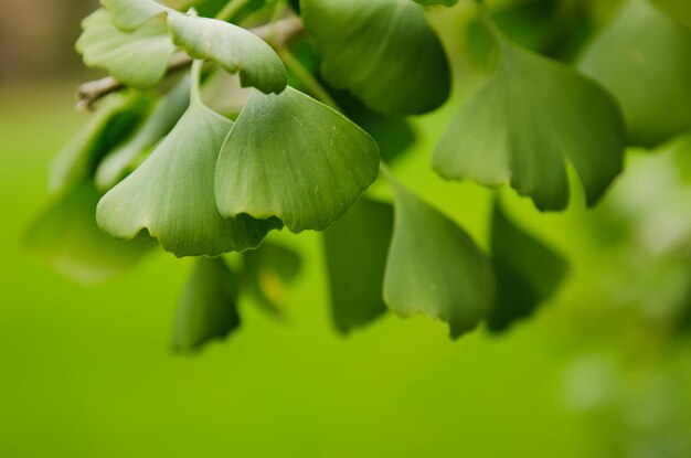 Folhas verdes de plantas de cura Ginkgo Biloba fundo ensolarado da natureza