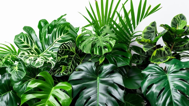 Folhas verdes de plantas tropicais arbusto arranjo floral dentro de casa jardim natureza IA generativa