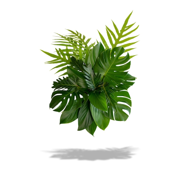 Folhas verdes de plantas tropicais arbusto arranjo floral interior jardim fundo natureza isolado