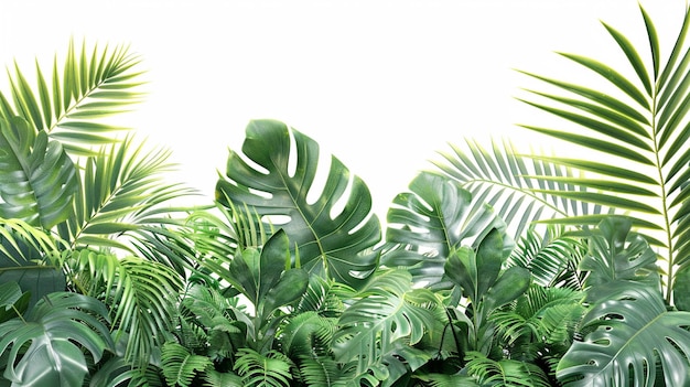 Folhas verdes de plantas tropicais arbusto arranjo floral interior jardim fundo natureza isolado