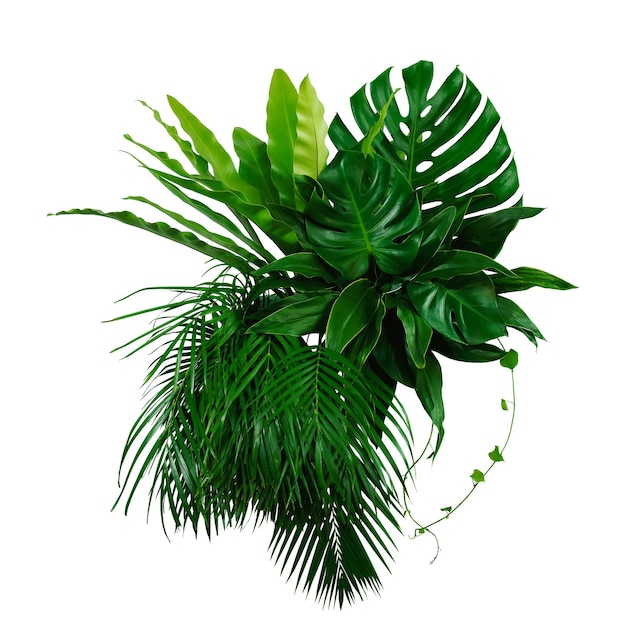 Folhas verdes de plantas tropicais arbusto Monstera palma borracha planta pinheiro pássaros ninho samambaia