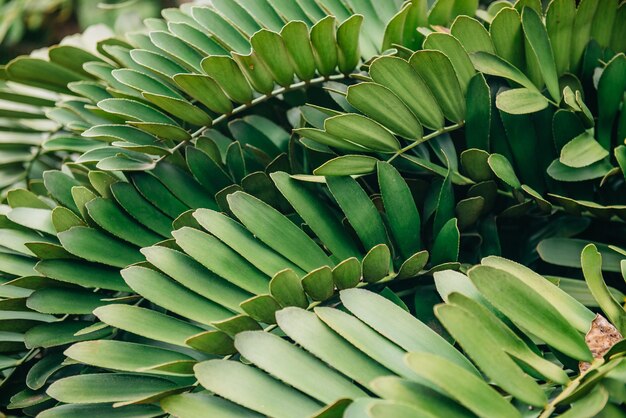 Folhas verdes de plantas tropicais, textura.