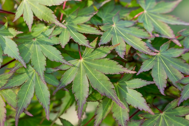 Folhas verdes de primavera de Amur Maple maple japonês acer japonicum folhas em um fundo natural