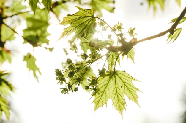 Folhas verdes de primavera