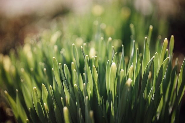 Folhas verdes de prímula de flores no jardim Fundo desfocado ao ar livre