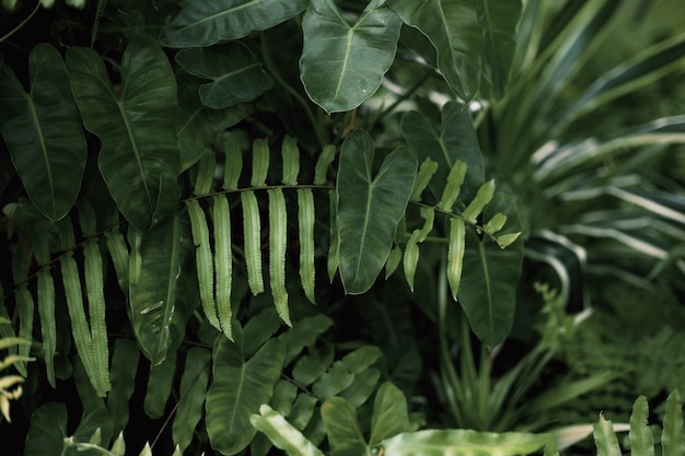 Folhas verdes de samambaia com o fundo na natureza.