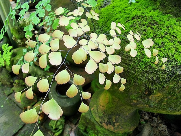 Folhas verdes de samambaia Tropical Black caule Maidenhair (Adiantum Capillus-Veneris) no jardim.