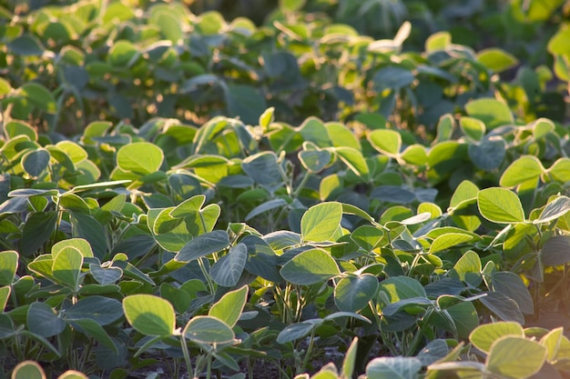 Folhas verdes de soja no campo brilham ao sol