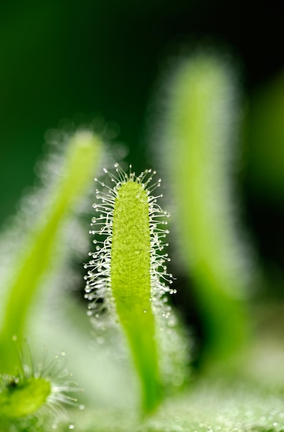 Folhas verdes de sundew