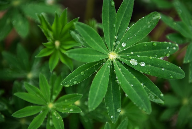 Folhas verdes de tremoço