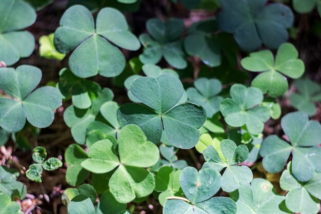 Folhas verdes de trevo na floresta fechada