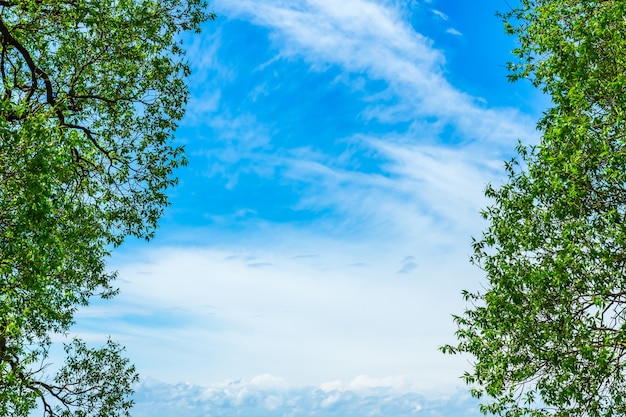 Folhas verdes de uma árvore contra o céu azul. Belo quadro natural de folhagem contra o céu. Copie o espaço.