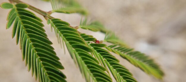 folhas verdes de uma árvore de acácia em um close de fundo desfocado