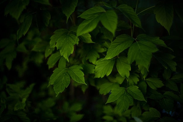 Folhas verdes de uma árvore