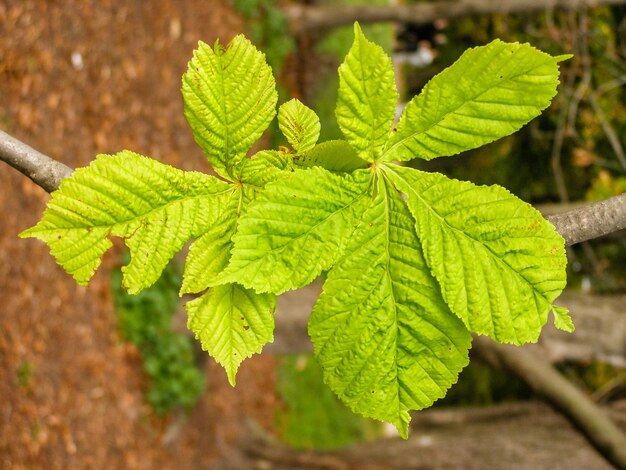 Folhas verdes de uma castanha em um galho