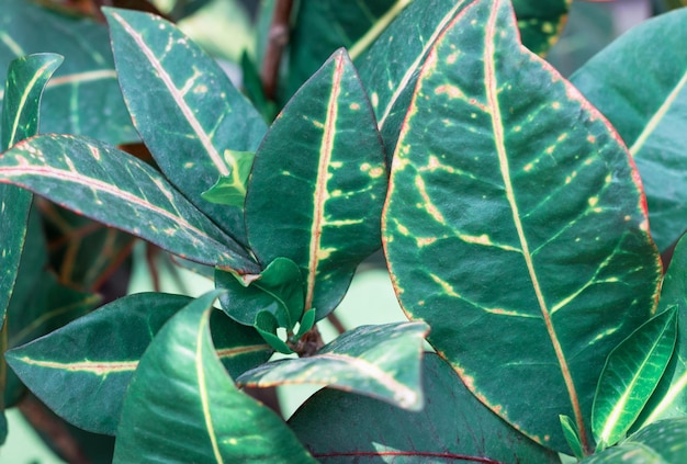 Folhas verdes de uma palmeira de perto, um fundo tropical natural.