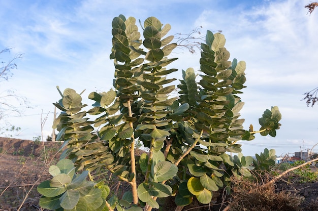 Folhas verdes de uma planta de cacto em um fundo de céu azul