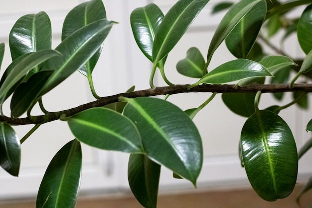 Folhas verdes de uma planta em casa fechada