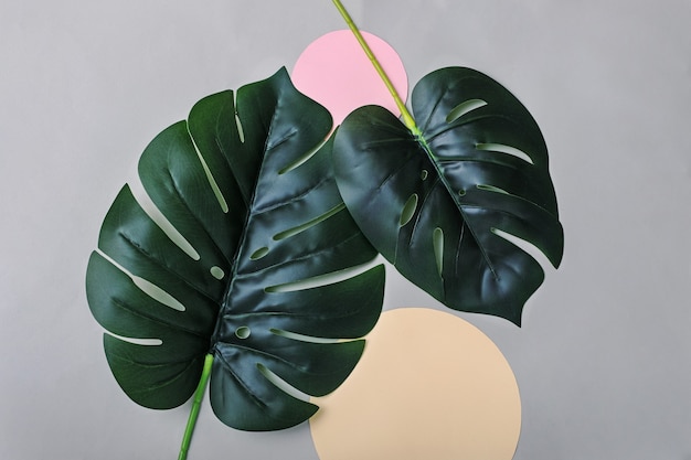 Foto folhas verdes de uma planta monstera e dois círculos decorativos coloridos com papel. conceito criativo.