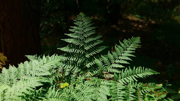 Folhas verdes de uma samambaia na floresta à luz do sol.