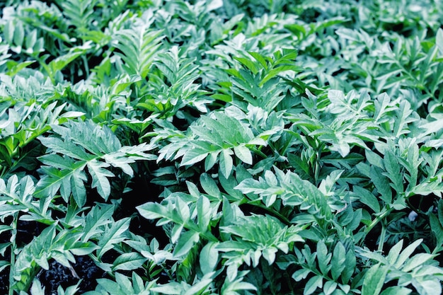 Folhas verdes de uma vista de cima de uma planta tropical