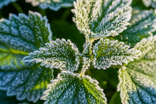 Folhas verdes de urtiga na primeira geada fecham folhas verdes de urtiga com geada após a primeira geada matinal