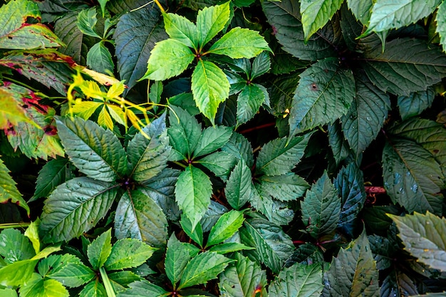 Folhas verdes de uva na vinha