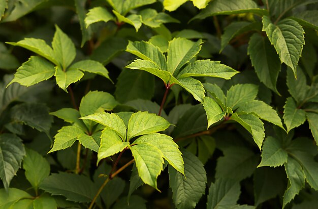 folhas verdes de uvas virgens em close-up