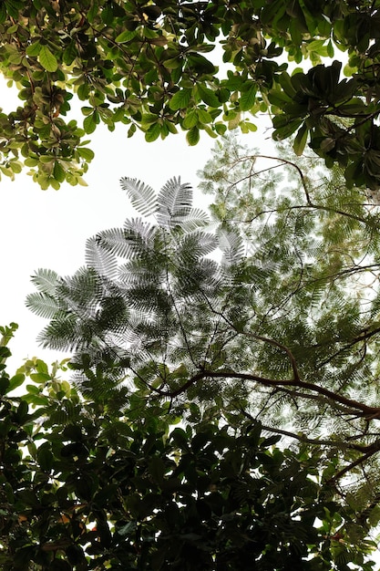 Folhas verdes de vista de baixo ângulo em Dubai Padrão abstrato em pano de fundo colorido Fundo de textura verde natural Fundo de natureza abstrata de textura de céu Natureza de verão floresta árvore verde Folha verde