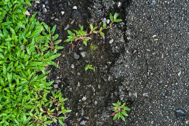 Folhas verdes dispostas no chão