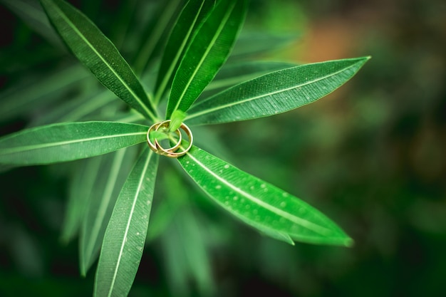 Folhas verdes e alianças de perto