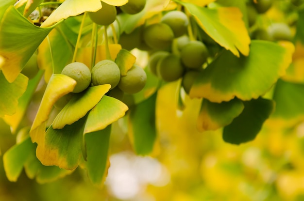 Foto folhas verdes e amarelas de ginkgo biloba com frutos que curam o fundo natural da planta