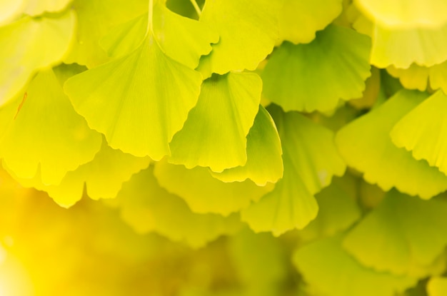 Folhas verdes e amarelas do outono de Gingko Biloba - planta curativa, fundo ensolarado da natureza
